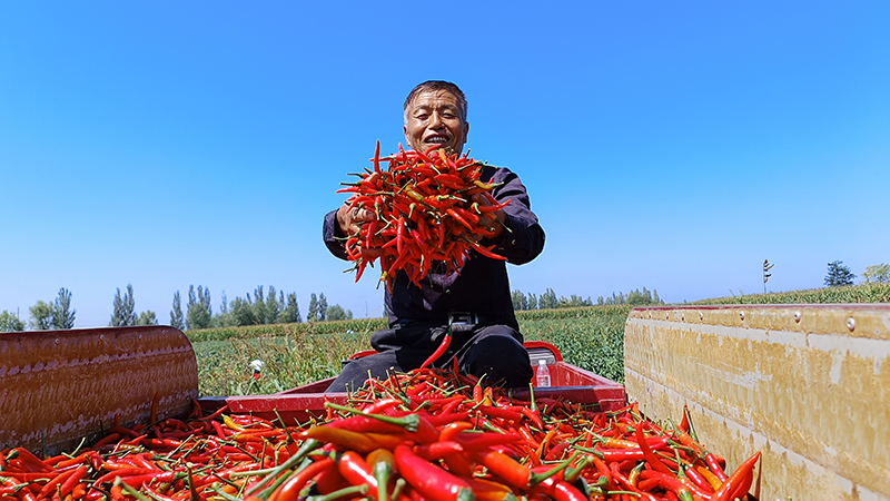 靈臺(tái)：多元農(nóng)業(yè)產(chǎn)業(yè)繪就現(xiàn)代農(nóng)業(yè)新畫(huà)卷