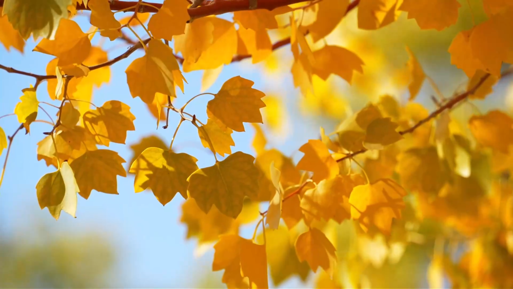 甘肅金塔沙漠胡楊林景區(qū)進入最佳觀賞期