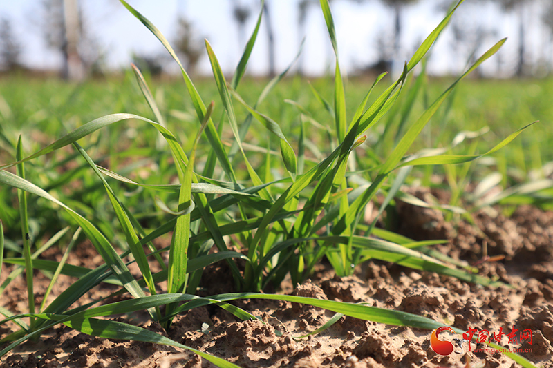 崆峒：秋收玉米“金滿倉”秋播小麥“趕農(nóng)時”