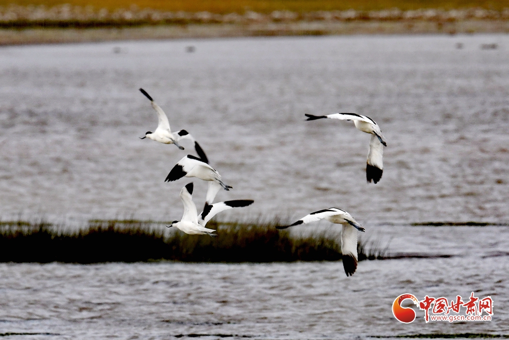 隴拍客丨肅北：深秋鹽池灣 鳥舞濕地生態(tài)美