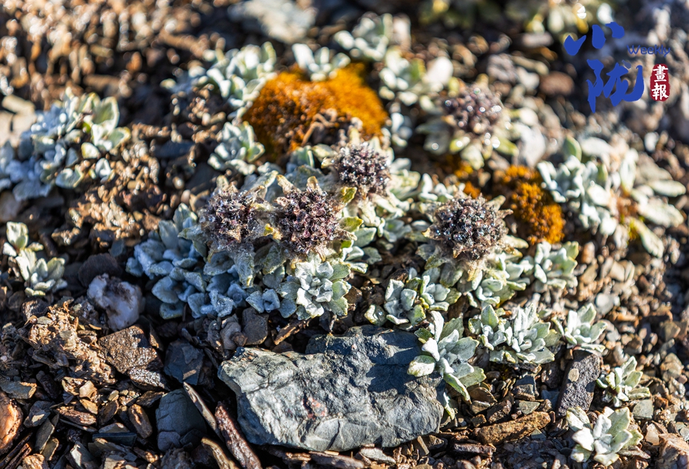 張掖 植物無聲息 生命有回響