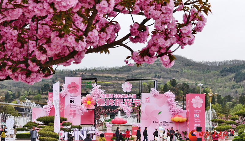 圖集｜“櫻”你而美，共赴金徽春日之約