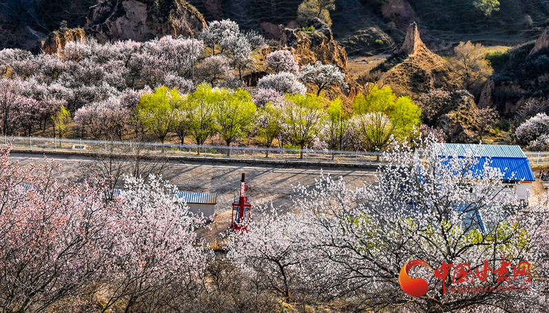 春動隴原丨華池：春染黃土塬 耕織新希望