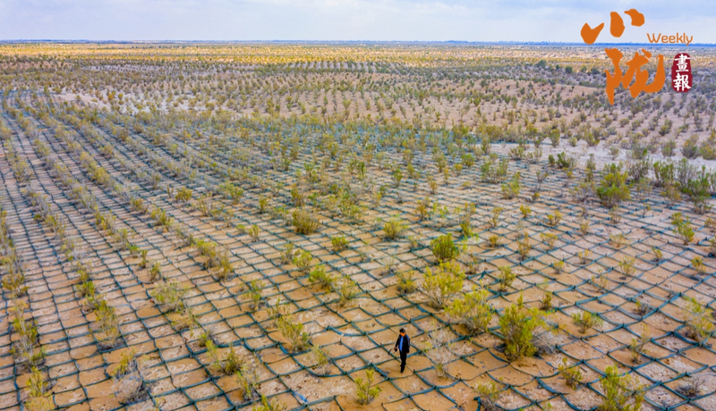 【甘快看·小隴畫報·486期】民勤：方格鎖黃沙 荒漠披新綠
